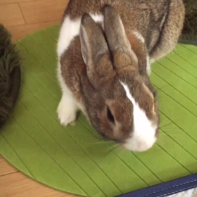 うっ滞！おさらば♪撲滅キャンペーン中٩(ˊᗜˋ*)وの画像