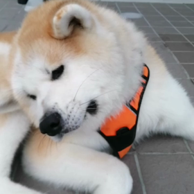 ☔降らず❗涼しい朝‼️散歩日和と同時に「ゴロ寝日和」。各地で豪雨被害が心配される今日。「恵みの朝の画像