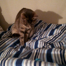 新たな獲物の画像