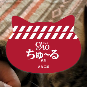 愛すべき、音楽と猫の話\(//∇//)\の画像