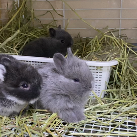 いとちゃんベビーわらわらとの画像