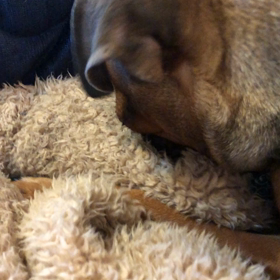 モミモミ☆の画像