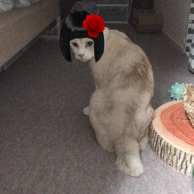 snowで猫遊びの画像