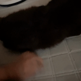 嫌やけど(動画あり)の画像