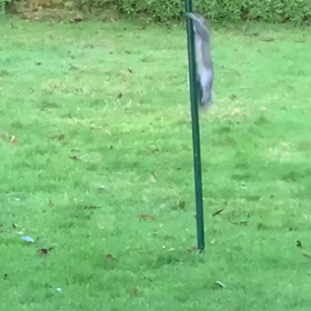 リスアラシューの画像