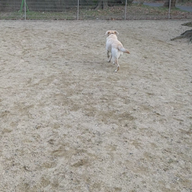 いつものドッグランの画像