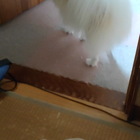 ワンチャンの画像