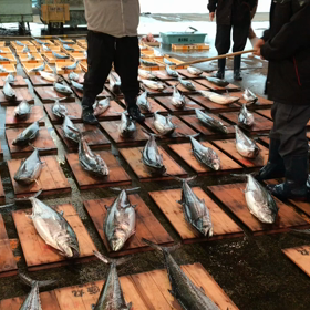 豊浜朝市の様子！特に豊漁！の画像