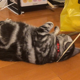 発情中のグク  姫に戦いを挑むニコちゃんの画像