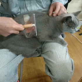 モネちゃんグルーミング(^^)の画像