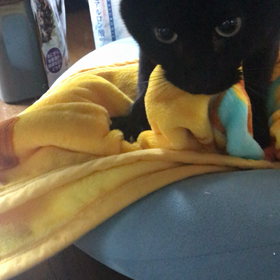 モミモミタイムの画像