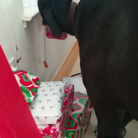 ジュニアにもの画像