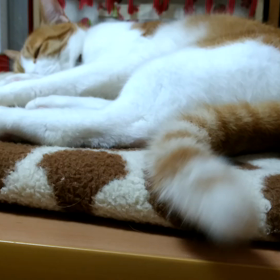 お仕事、魅惑のシッポの画像