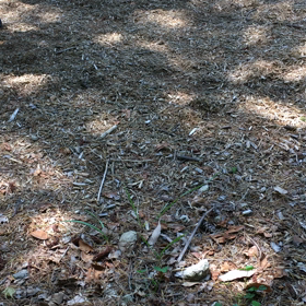 練習の始まり始まりの画像