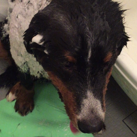 秘密兵器！の画像