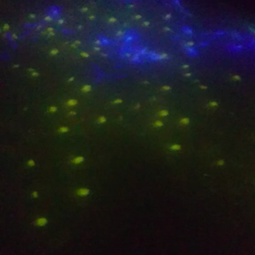 チームラボ プラネッツ TOKYO DMM.comの画像