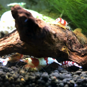 えにしえびアクアチャンネルの画像