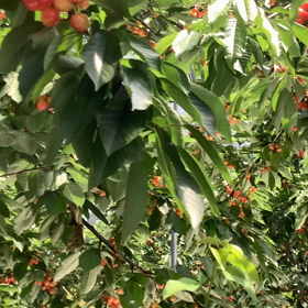 さくらんぼの画像