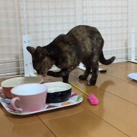 エリーの水のみの画像