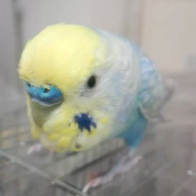 くーちゃんの動画❤の画像