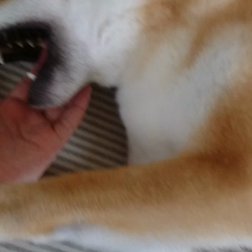 ★ 再掲 ナデナデ実家柴 ★の画像