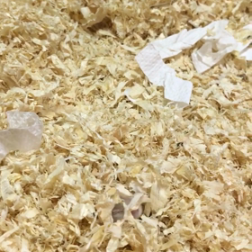 かくれんぼの画像