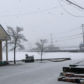 今日は雪の画像