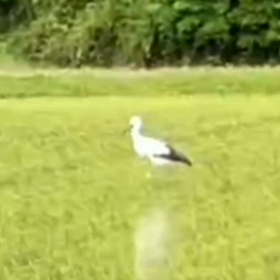 コウノトリの画像