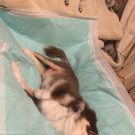 私がワンて言うとつられて吠える2チワワんこ(*≧艸≦)の画像