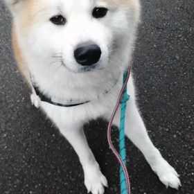 今朝も動かない未来丸でした。とにもかくどこでもゴロ寝。どうしたら前へ進むのか？と思いながらも、5の画像