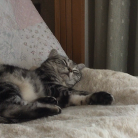 わさびのいびき（≧∇≦）の画像