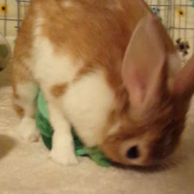 よっ！と！の画像