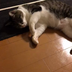 ホクロちゃんエアーフミフミ復活！の画像