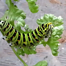 動く幼虫くん。動画で(*^^*)の画像