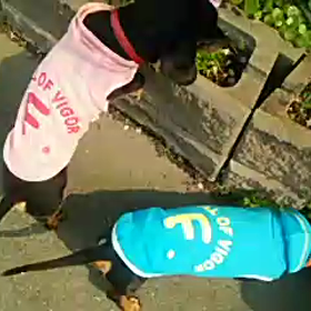 お外行きたがる～(  -。-) =3の画像