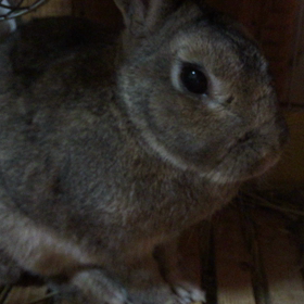 かんしゃきかく。の画像