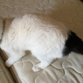 元気になって来ましたの画像