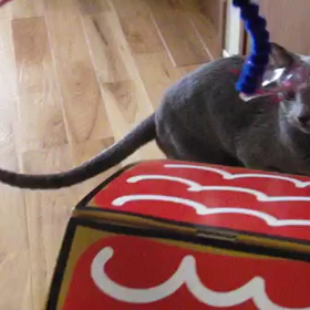 ボクサー 愛猫ベル ついに敗北の画像