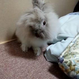 ◎動くぬいぐるみ◎の画像