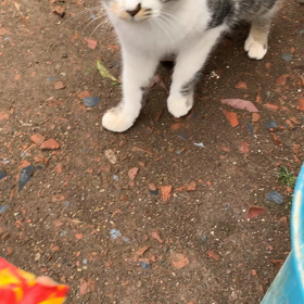 ガーン(◞‸◟ㆀ)の画像