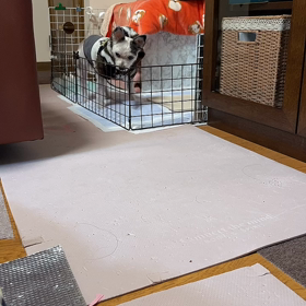 え？？？ウンピが、なくなった？？？の画像