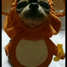 Happy new year 2016の画像