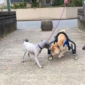 徒然なるままにの画像