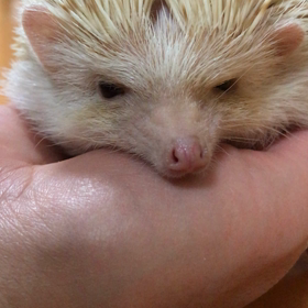 朝太、タンタカタンの巻の画像