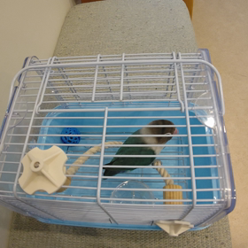 ３月１０日はミントの日の画像