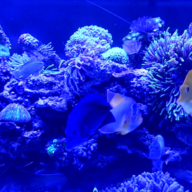 久しぶりの水換えの画像