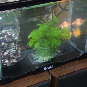 夜のグー・パー／金魚／動画の画像