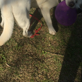 仲良しのユウくんの画像