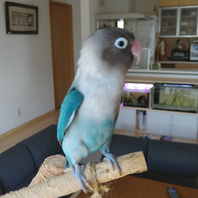 チョットの幸せを少しずつの画像