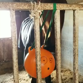 アイリッシュの画像